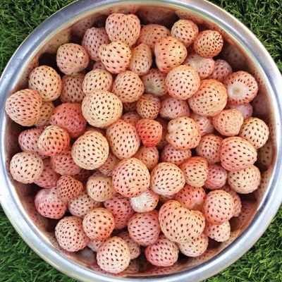 Image showing  Speciality Strawberries White Carolina, Set of 20 Roots