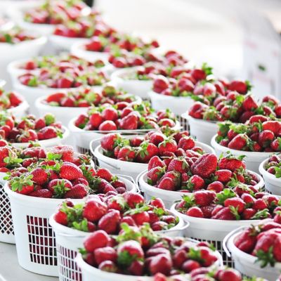Image showing  Everbearing Strawberries Quinault, Set of 10 Roots
