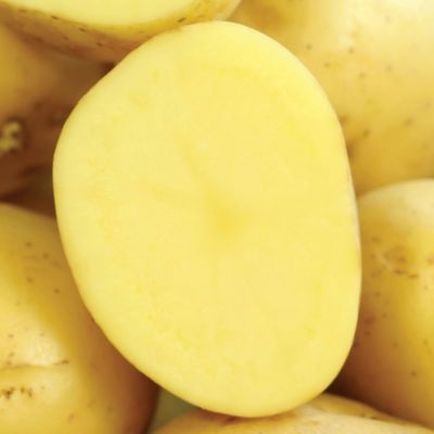 Image showing  Potatoes Yukon Gold, Set of 12