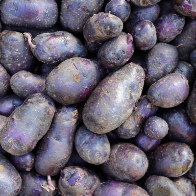 Image showing  Potatoes Adirondack Blue, Set of 12