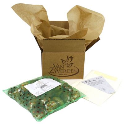 Image showing  Potatoes Adirondack Blue, Set of 12