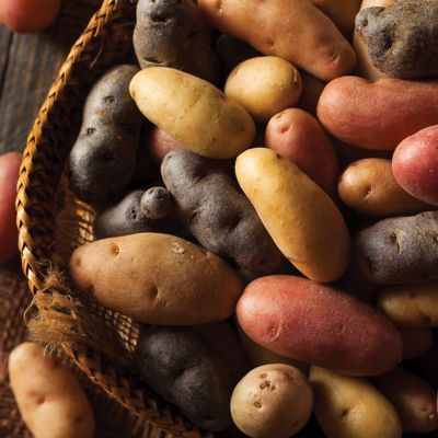 Image showing  Fresh Crop Gourmet Potato Blend, Set of 12 Bulbs