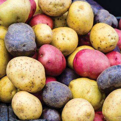 Image showing  Fresh Crop Gourmet Potato Blend, Set of 12 Bulbs