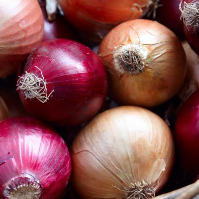 Image showing  Fresh Crop Onion Blend, Set of 250 Bulbs