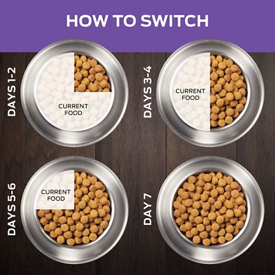 Image showing  Veterinary Diets Adult DH Dental Health Formula Small Bites Dry Dog Food, 6 lb.