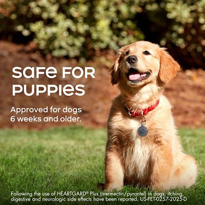 Image showing  Plus Chewables for Dogs