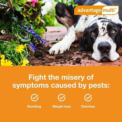 Image showing  Multi Topical for Dogs