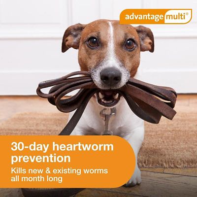 Image showing  Multi Topical for Dogs