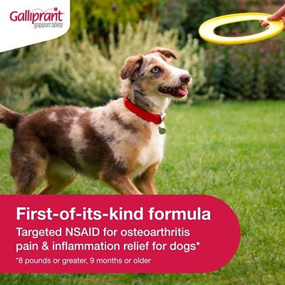 Image showing  (Grapiprant) Flavored Tablet