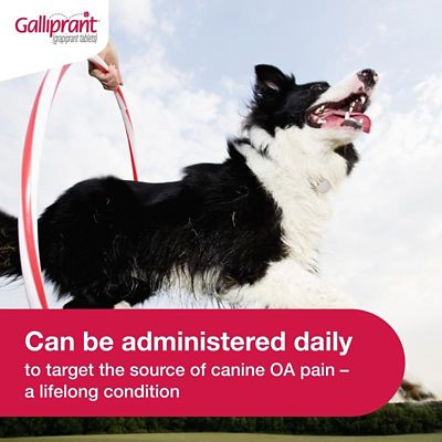 Image showing  (Grapiprant) Flavored Tablet