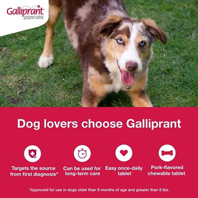 Image showing  (Grapiprant) Flavored Tablet