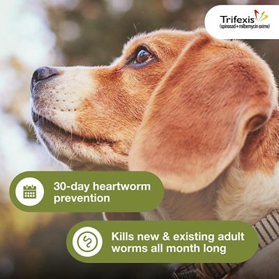 Image showing  Chewable Tablets for Dogs