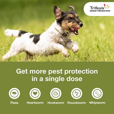 Image showing  Chewable Tablets for Dogs