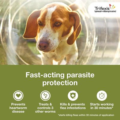 Image showing  Chewable Tablets for Dogs