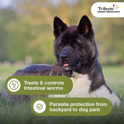 Image showing  Chewable Tablets for Dogs