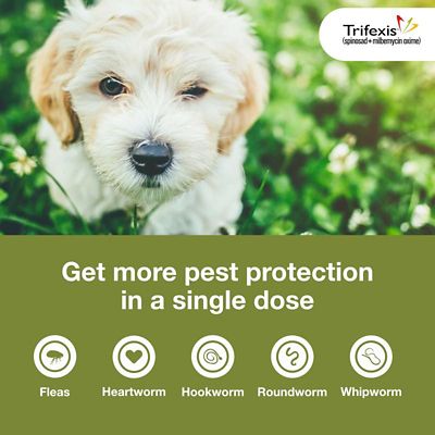 Image showing  Chewable Tablets for Dogs