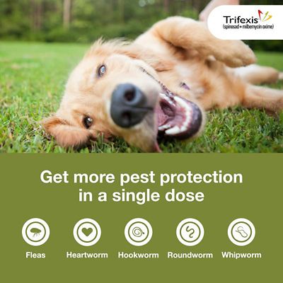 Image showing  Chewable Tablets for Dogs