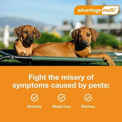 Image showing  Multi Topical for Dogs
