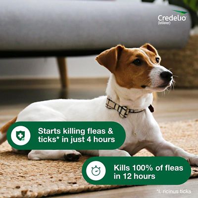 Image showing  Flea and Tick Chewable Tablets for Dogs and Puppies