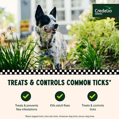 Image showing  Flea and Tick Chewable Tablets for Dogs and Puppies