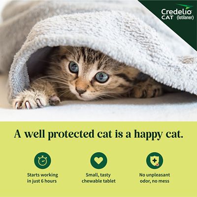 Image showing  Flea and Tick Chewable Tablets for Cats