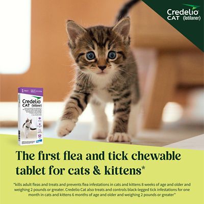 Image showing  Flea and Tick Chewable Tablets for Cats