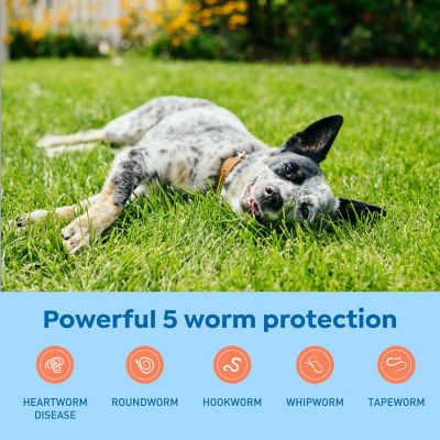 Image showing  Plus Chewable Tablets for Dogs