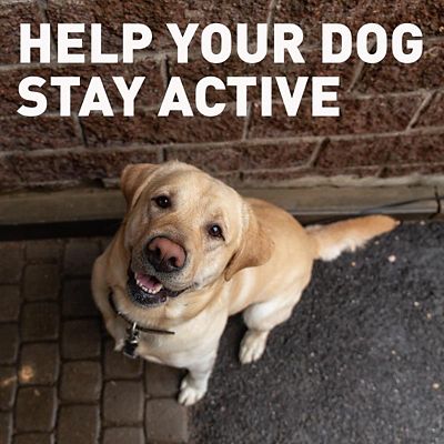 Image showing  (Deracoxib) Chewable Tablets