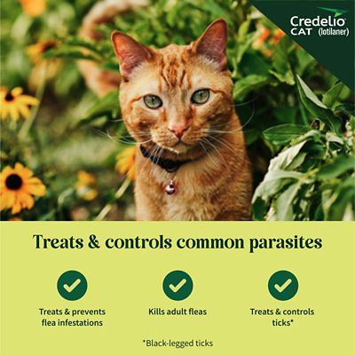 Image showing  Flea and Tick Chewable Tablets for Cats
