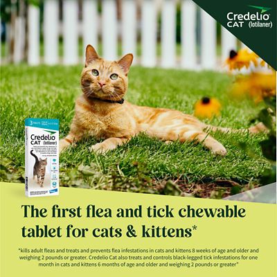 Image showing  Flea and Tick Chewable Tablets for Cats