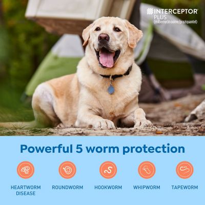 Image showing  Plus Chewable Tablets for Dogs