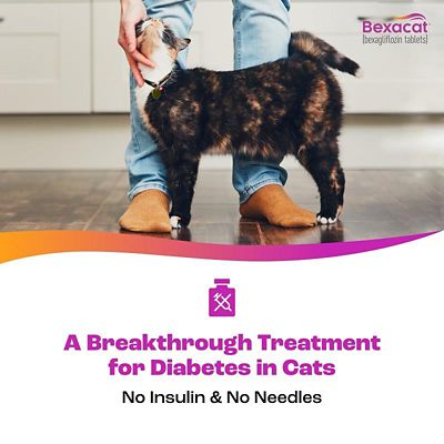 Image showing  (Bexagliflozin) Tablets for Cats