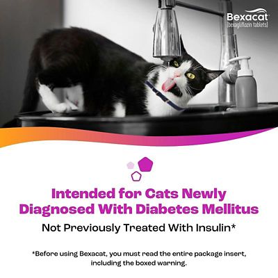 Image showing  (Bexagliflozin) Tablets for Cats