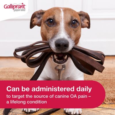 Image showing  (Grapiprant) Flavored Tablet