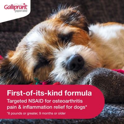 Image showing  (Grapiprant) Flavored Tablet