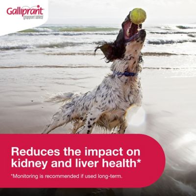 Image showing  (Grapiprant) Flavored Tablet