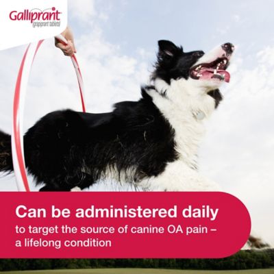 Image showing  (Grapiprant) Flavored Tablet