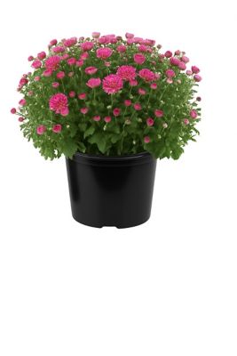 8 in. Mum Pink, 4701