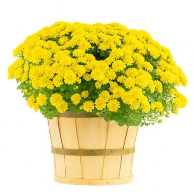 12 in. Bushel Mum Yellow