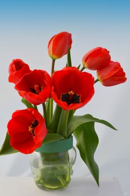 Image showing 6 in. Tulips