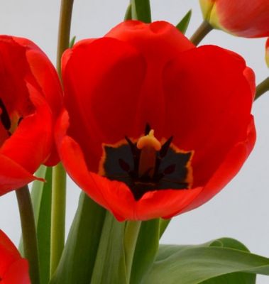 Image showing 6 in. Tulips
