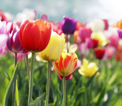 Image showing 6 in. Tulips