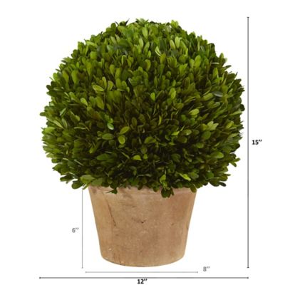 Image showing  15 in. Preserved Boxwood Ball Plant in Planter