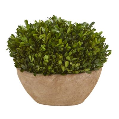 Nearly Natural 12 in. Preserved Boxwood Plant in Oval Planter