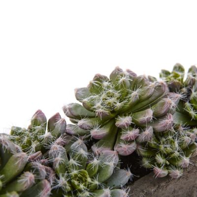 Image showing  5.5 in. Artificial Succulent Garden with Textured Concrete Planter