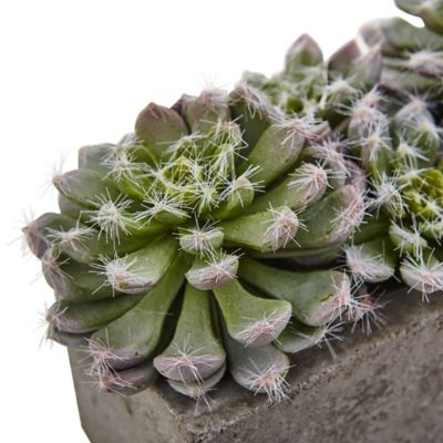 Image showing  5.5 in. Artificial Succulent Garden with Textured Concrete Planter