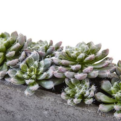 Image showing  5.5 in. Artificial Succulent Garden with Textured Concrete Planter