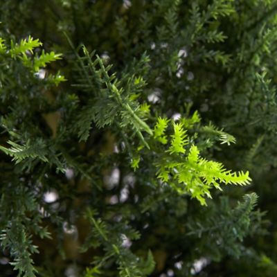 Image showing  4 ft. Artificial Double Ball Cypress Topiary, UV Resistant, Indoor/Outdoor