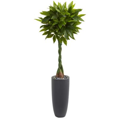 Nearly Natural 6 ft. Artificial Money Tree in Gray Cylinder Planter, Real Touch