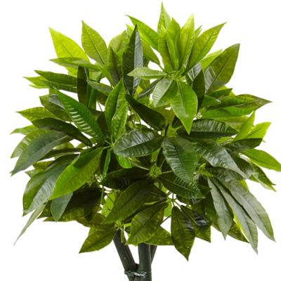 Image showing  5 ft. Artificial Money Tree in Black Square Planter